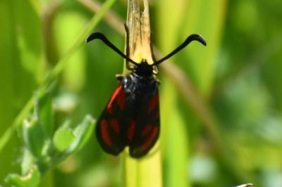 <i>Zygaena loti</i>