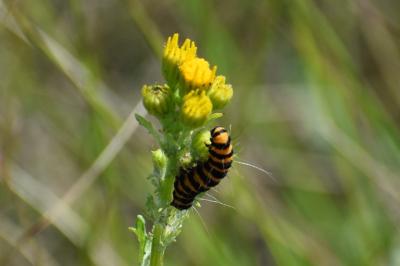 <i>Tyria jacobaeae</i>