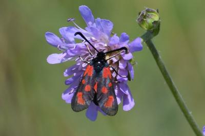 <i>Zygaena loti</i>