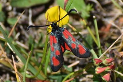 <i>Zygaena loti</i>