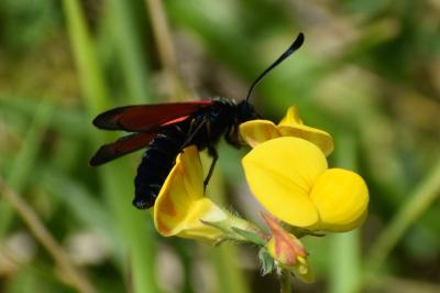 <i>Zygaena loti</i>