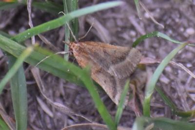 <i>Synaphe punctalis</i>