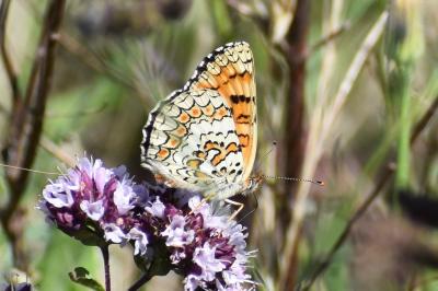 <i>Melitaea phoebe</i>