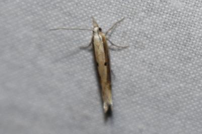 <i>Ypsolopha nemorella</i>