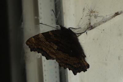 <i>Nymphalis polychloros</i>