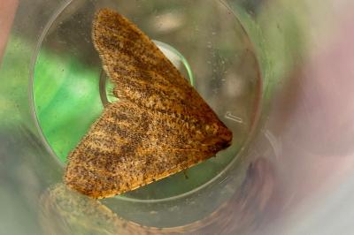 <i>Erannis defoliaria</i>