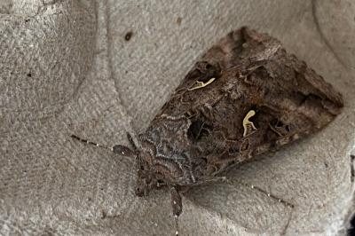 <i>Autographa gamma</i>