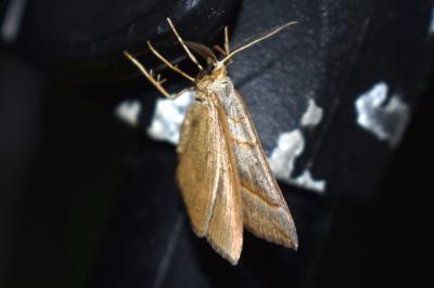 <i>Scotopteryx</i>