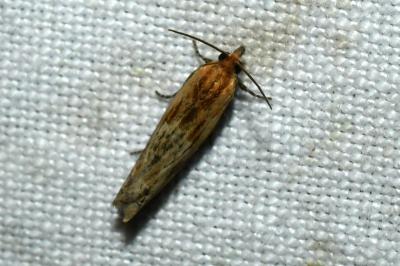 <i>Eucosma</i>