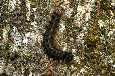 <i>Lymantria dispar</i>