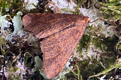 <i>Erannis defoliaria</i>
