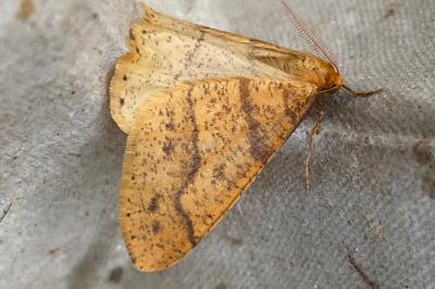 <i>Phigaliohybernia aurantiaria</i>