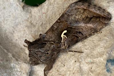 <i>Autographa gamma</i>