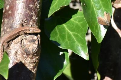 <i>Cacyreus marshalli</i>