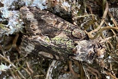 <i>Allophyes oxyacanthae</i>
