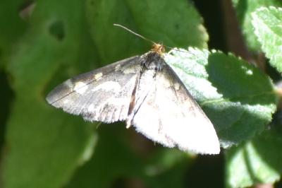 <i>Pyrausta purpuralis</i>