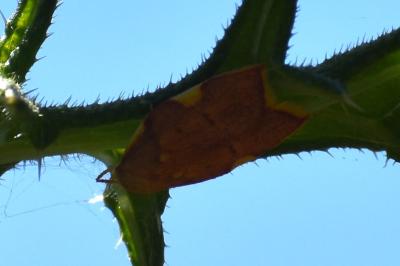 <i>Carcina quercana</i>