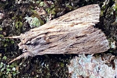 <i>Asteroscopus sphinx</i>