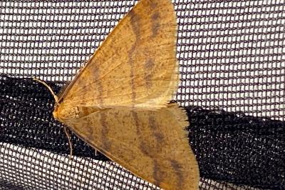 <i>Phigaliohybernia aurantiaria</i>