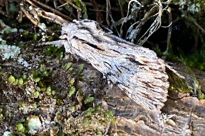 <i>Asteroscopus sphinx</i>