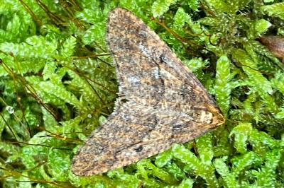 <i>Erannis defoliaria</i>
