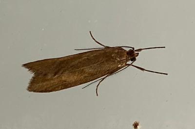 <i>Diurnea lipsiella</i>