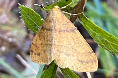 <i>Phigaliohybernia aurantiaria</i>