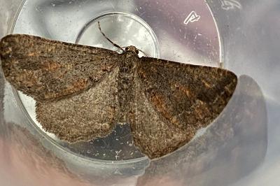 <i>Cryopega bajaria</i>
