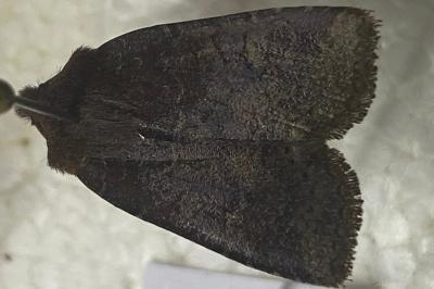 <i>Conistra ligula</i>