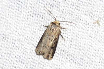 <i>Axylia putris</i>