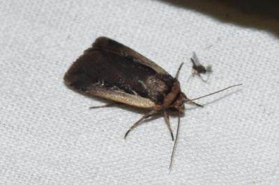 <i>Ochropleura plecta</i>