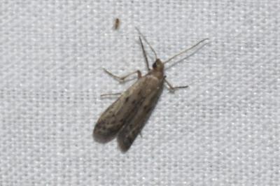 <i>Phycitodes</i>