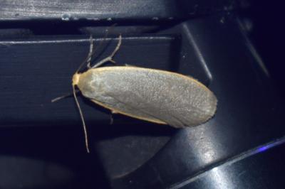 <i>Collita griseola</i>