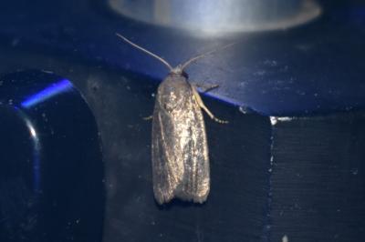 <i>Proxenus hospes</i>