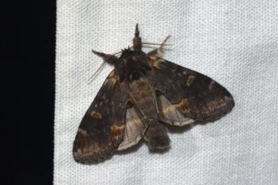 <i>Notodonta dromedarius</i>