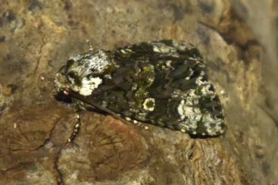 <i>Craniophora ligustri</i>