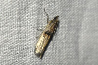 <i>Nephopterix angustella</i>