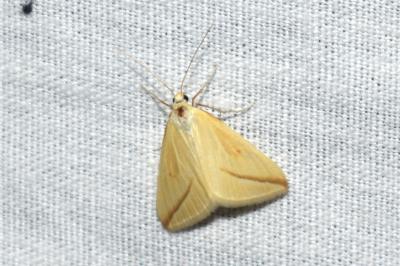 <i>Rhodometra sacraria</i>