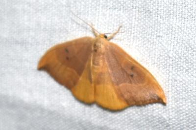 <i>Watsonalla binaria</i>