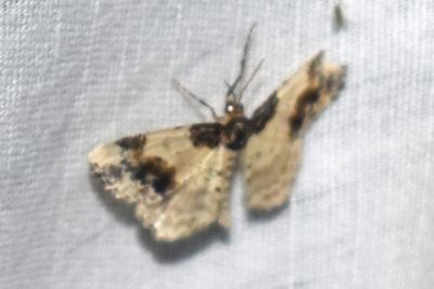 <i>Ligdia adustata</i>