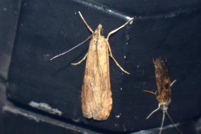 <i>Nomophila noctuella</i>