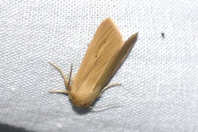 <i>Mythimna pallens</i>