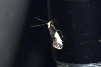 <i>Monopis monachella</i>