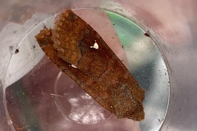 <i>Eupsilia transversa</i>