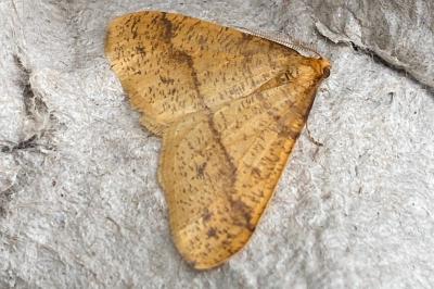 <i>Phigaliohybernia aurantiaria</i>