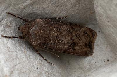 <i>Agrotis segetum</i>