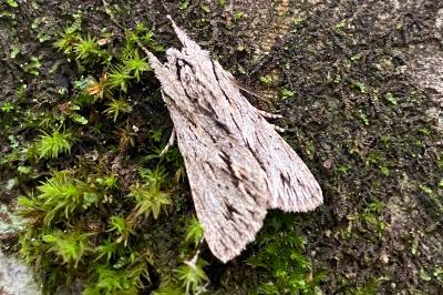 <i>Asteroscopus sphinx</i>
