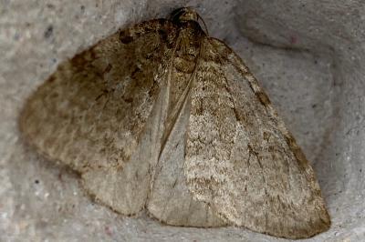 <i>Epirrita</i>