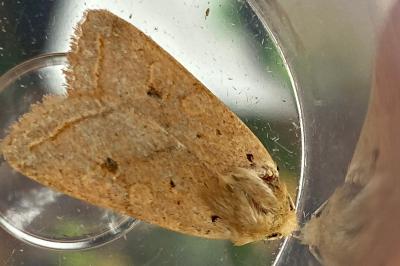 <i>Leptologia macilenta</i>