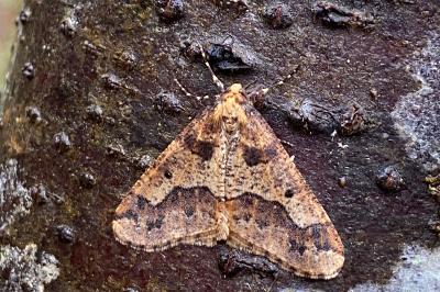 <i>Erannis defoliaria</i>